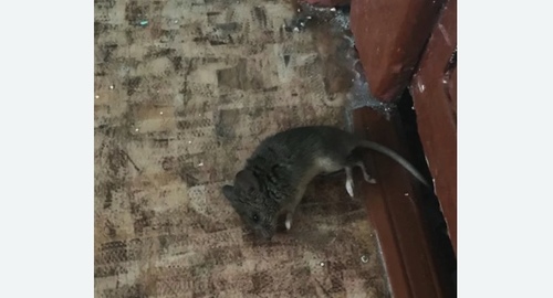 Дезинфекция от мышей в Александровске