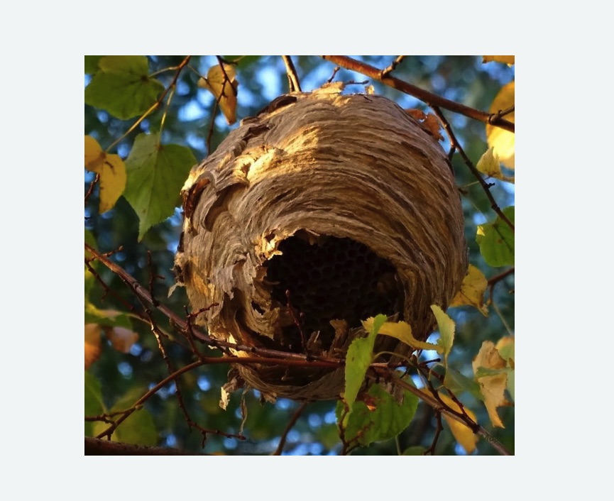 Обработка от шершней в Александровске