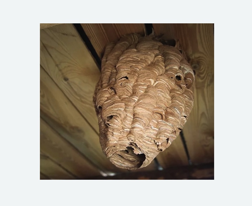 обработка от шершней в Александровске