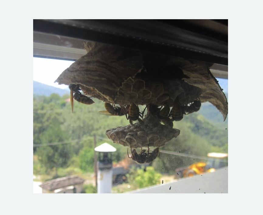 Уничтожение гнёзд шершней в Александровске