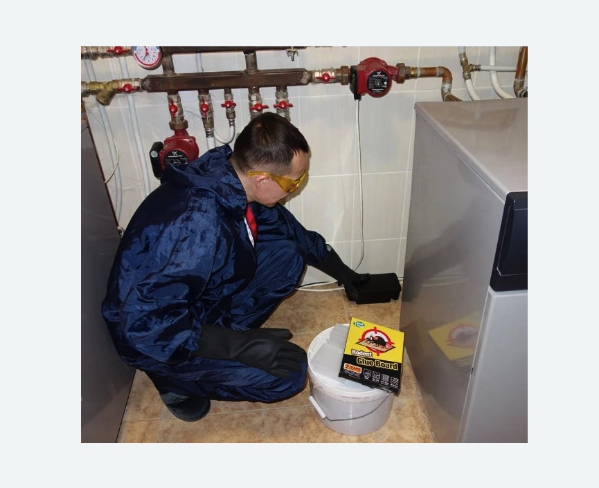 Уничтожение крыс в Александровске