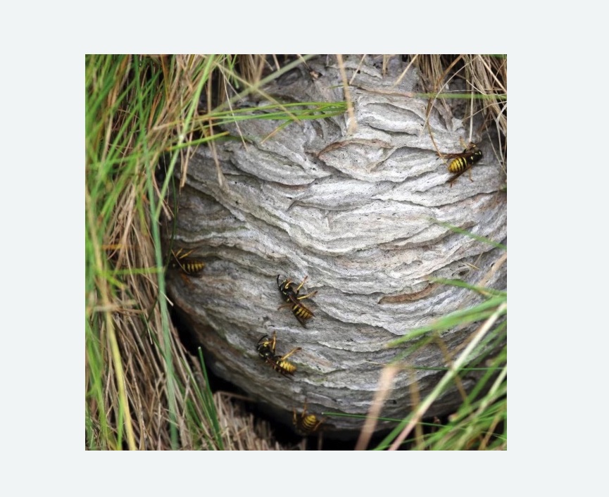 Уничтожение ос и ульев в Александровске